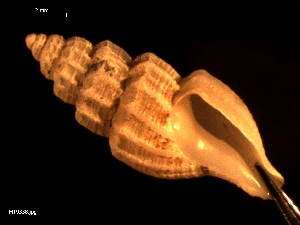  ( - MT09338)  @11 [ ] CreativeCommons - Attribution Non-Commercial Share-Alike (2015) Unspecified Deutsche Zentrum fuer Marine Biodiversitaetsforschung Wilhelmshaven