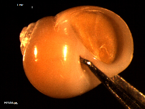 ( - MT09355)  @11 [ ] CreativeCommons - Attribution Non-Commercial Share-Alike (2015) Unspecified Deutsche Zentrum fuer Marine Biodiversitaetsforschung Wilhelmshaven