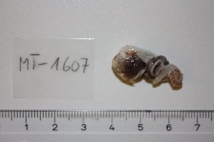  ( - MT01607)  @12 [ ] Copyright (2013) Unspecified Deutsches Zentrum fuer Marine Biodiversitaetsforschung