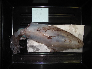  ( - MT03059)  @12 [ ] Copyright (2013) Unspecified Deutsches Zentrum fuer Marine Biodiversitaetsforschung