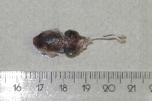  ( - MT03070)  @12 [ ] Copyright (2013) Unspecified Deutsches Zentrum fuer Marine Biodiversitaetsforschung