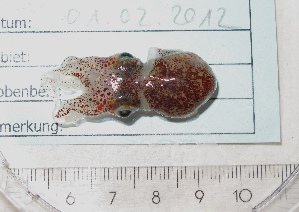  ( - MT03071)  @13 [ ] Copyright (2013) Unspecified Deutsches Zentrum fuer Marine Biodiversitaetsforschung