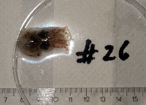  ( - MT03072)  @12 [ ] Copyright (2013) Unspecified Deutsches Zentrum fuer Marine Biodiversitaetsforschung