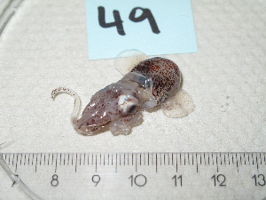  ( - MT03074)  @12 [ ] Copyright (2013) Unspecified Deutsches Zentrum fuer Marine Biodiversitaetsforschung