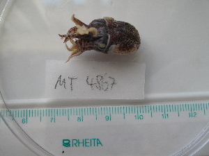  ( - MT04867)  @12 [ ] Copyright (2013) Unspecified Deutsches Zentrum fuer Marine Biodiversitaetsforschung