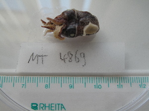  ( - MT04869)  @12 [ ] Copyright (2013) Unspecified Deutsches Zentrum fuer Marine Biodiversitaetsforschung