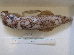  ( - MT04909)  @12 [ ] Copyright (2013) Unspecified Deutsches Zentrum fuer Marine Biodiversitaetsforschung