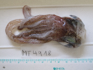  ( - MT04918)  @13 [ ] Copyright (2013) Unspecified Deutsches Zentrum fuer Marine Biodiversitaetsforschung