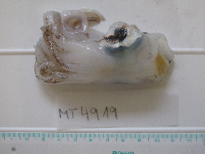  ( - MT04919)  @12 [ ] Copyright (2013) Unspecified Deutsches Zentrum fuer Marine Biodiversitaetsforschung