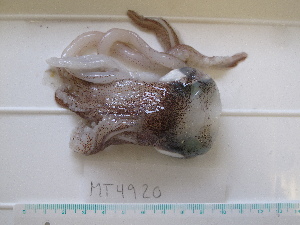  ( - MT04920)  @12 [ ] Copyright (2013) Unspecified Deutsches Zentrum fuer Marine Biodiversitaetsforschung
