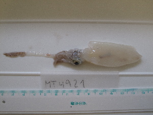  ( - MT04921)  @13 [ ] Copyright (2013) Unspecified Deutsches Zentrum fuer Marine Biodiversitaetsforschung