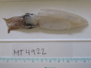  ( - MT04922)  @13 [ ] Copyright (2013) Unspecified Deutsches Zentrum fuer Marine Biodiversitaetsforschung
