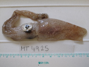  ( - MT04925)  @13 [ ] Copyright (2013) Unspecified Deutsches Zentrum fuer Marine Biodiversitaetsforschung
