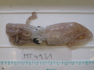  ( - MT04931)  @13 [ ] Copyright (2013) Unspecified Deutsches Zentrum fuer Marine Biodiversitaetsforschung