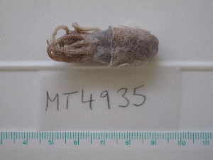  ( - MT04935)  @12 [ ] Copyright (2013) Unspecified Deutsches Zentrum fuer Marine Biodiversitaetsforschung