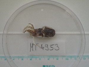  ( - MT04953)  @12 [ ] Copyright (2013) Unspecified Deutsches Zentrum fuer Marine Biodiversitaetsforschung