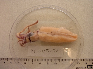  ( - MT05071)  @12 [ ] Copyright (2013) Unspecified Deutsches Zentrum fuer Marine Biodiversitaetsforschung