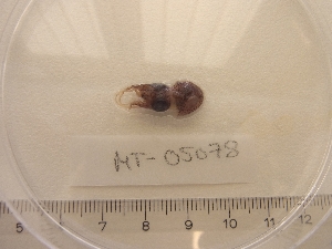  ( - MT05078)  @12 [ ] Copyright (2013) Unspecified Deutsches Zentrum fuer Marine Biodiversitaetsforschung