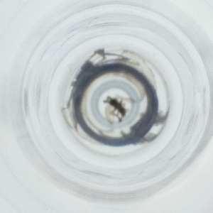  ( - NHMG_085_C6)  @11 [ ] by  Genome Research Ltd as Wellcome Sanger Institute Genome Research Limited operating as Wellcome Sanger Institute