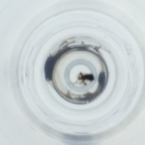  ( - NHMG_088_E4)  @11 [ ] by  Genome Research Ltd as Wellcome Sanger Institute Genome Research Limited operating as Wellcome Sanger Institute