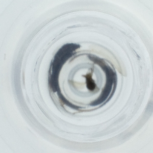  ( - NHMG_088_G4)  @11 [ ] by  Genome Research Ltd as Wellcome Sanger Institute Genome Research Limited operating as Wellcome Sanger Institute