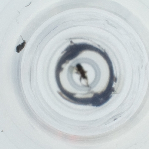  ( - NHMG_088_G8)  @11 [ ] by  Genome Research Ltd as Wellcome Sanger Institute Genome Research Limited operating as Wellcome Sanger Institute