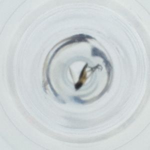  ( - NHMG_118_E9)  @11 [ ] by  Genome Research Ltd as Wellcome Sanger Institute Genome Research Limited operating as Wellcome Sanger Institute