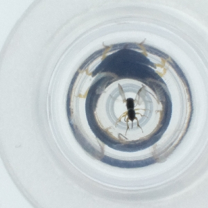  ( - NHMG_139_G5)  @11 [ ] by (2004) Genome Research Ltd as Wellcome Sanger Institute Genome Research Limited operating as Wellcome Sanger Institute