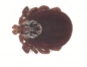  ( - CCDB-17454 -D03)  @12 [ ] CreativeCommons - Attribution (2012) CBG Photography Group Centre for Biodiversity Genomics