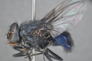  (Calliphora irazuana - TLW 139)  @13 [ ] No Rights Reserved (2011) Terry Whitworth Unspecified