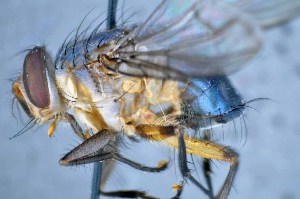  (Mesembrinella anomala - TLW198)  @11 [ ] Copyright (2015) Terry Whitworth Department of Entomology, Washington State University