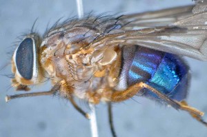  ( - TLW222)  @13 [ ] Copyright (2015) Terry Whitworth Department of Entomology, Washington State University