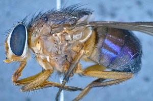  ( - TLW223)  @13 [ ] Copyright (2015) Terry Whitworth Department of Entomology, Washington State University