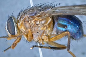  ( - TLW224)  @13 [ ] Copyright (2015) Terry Whitworth Department of Entomology, Washington State University