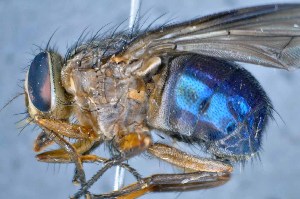  ( - TLW225)  @13 [ ] Copyright (2015) Terry Whitworth Department of Entomology, Washington State University