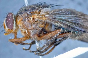  ( - TLW226)  @13 [ ] Copyright (2015) Terry Whitworth Department of Entomology, Washington State University