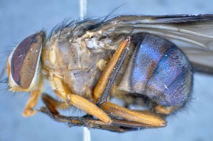  (Mesembrinella batesi - TLW227)  @12 [ ] Copyright (2015) Terry Whitworth Department of Entomology, Washington State University