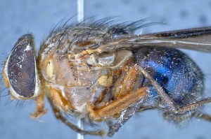  ( - TLW228)  @12 [ ] Copyright (2015) Terry Whitworth Department of Entomology, Washington State University