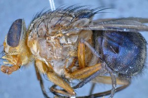  ( - TLW229)  @12 [ ] Copyright (2015) Terry Whitworth Department of Entomology, Washington State University