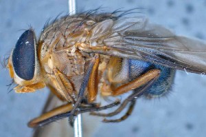 ( - TLW230)  @11 [ ] Copyright (2015) Terry Whitworth Department of Entomology, Washington State University