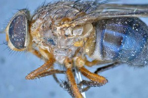  ( - TLW231)  @11 [ ] Copyright (2015) Terry Whitworth Department of Entomology, Washington State University