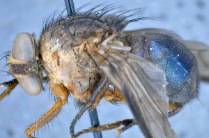  ( - TLW232)  @13 [ ] Copyright (2015) Terry Whitworth Department of Entomology, Washington State University