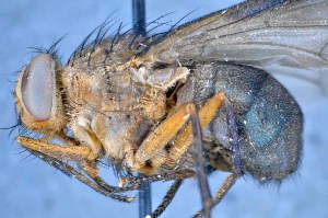  ( - TLW233)  @13 [ ] Copyright (2015) Terry Whitworth Department of Entomology, Washington State University