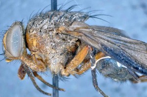  ( - TLW234)  @13 [ ] Copyright (2015) Terry Whitworth Department of Entomology, Washington State University