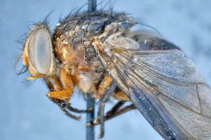  ( - TLW235)  @11 [ ] Copyright (2015) Terry Whitworth Department of Entomology, Washington State University