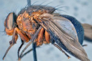  ( - TLW236)  @11 [ ] Copyright (2015) Terry Whitworth Department of Entomology, Washington State University