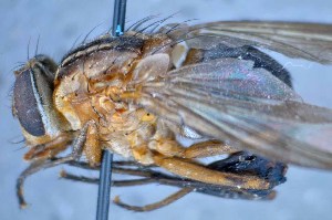  ( - TLW237)  @13 [ ] Copyright (2015) Terry Whitworth Department of Entomology, Washington State University