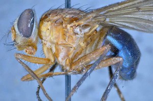  ( - TLW239)  @11 [ ] Copyright (2015) Terry Whitworth Department of Entomology, Washington State University