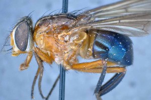  ( - TLW240)  @11 [ ] Copyright (2015) Terry Whitworth Department of Entomology, Washington State University