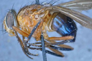  ( - TLW241)  @11 [ ] Copyright (2015) Terry Whitworth Department of Entomology, Washington State University